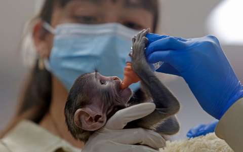 Baby Yuji wird von Pflegern im Zoo der Stadt Guadalajara versorgt.  - Foto: Fernando Carranza Garcia/dpa