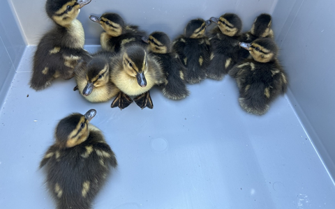 POL-OF: Stau für die Küken: Autobahnsperrung für Rettung von Entenfamilie - Foto: presseportal.de