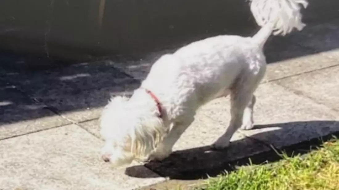 POL-BOR: Legden - Nachtragsmeldung: Hund weiterhin vermisst - Bild: presseportal.de
