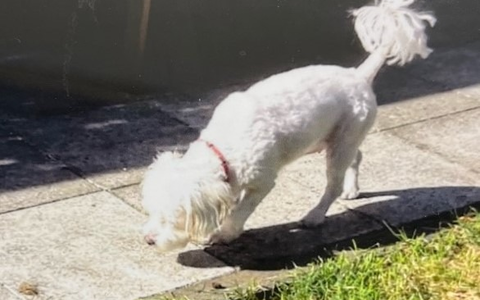 POL-BOR: Legden - Nachtragsmeldung: Hund weiterhin vermisst - Foto: presseportal.de