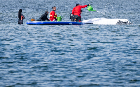 Ob der Buckelwal die Rettungsversuche überlebt, ist offen - Experten zufolge ist er stark geschwächt. - Foto: Philip Dulian/dpa