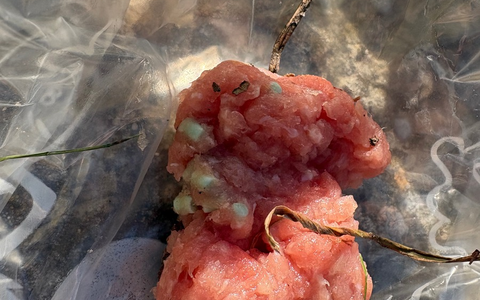 POL-FR: Todtmoos: Verdacht auf Giftköder - Warnhinweis und Zeugensuche - Foto: presseportal.de