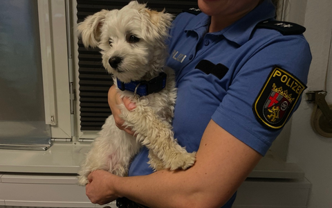 POL-PIOPP: Oppenheim - Hundebesitzer gesucht - Foto: presseportal.de