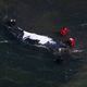 Seit rund drei Wochen steckt der Buckelwal in einer Bucht vor der Ostsee-Insel Poel fest. - Foto: Philip Dulian/dpa