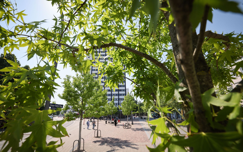 Stadtbäume helfen, an heißen Tagen für etwas Kühlung zu sorgen. (Symbolbild) - Foto: Christian Charisius/dpa