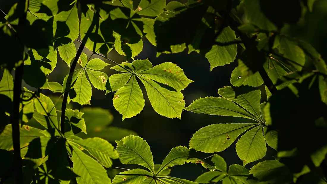 Kastanienbäume haben meist große Kronen, die viel Schatten spenden. (Symbolbild) - Bild: Patrick Pleul/dpa-Zentralbild/ZB