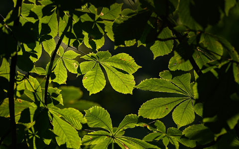 Kastanienbäume haben meist große Kronen, die viel Schatten spenden. (Symbolbild) - Foto: Patrick Pleul/dpa-Zentralbild/ZB