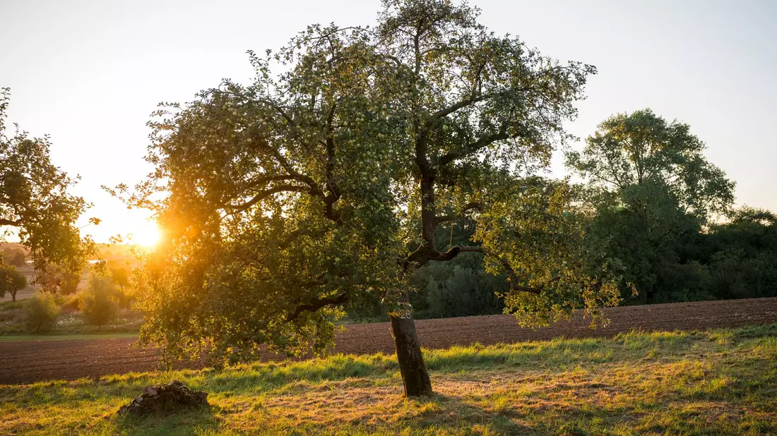 Streuobstwiesen bieten vielen Arten eine Heimat. (Symbolbild) - Bild: Daniel Vogl/dpa