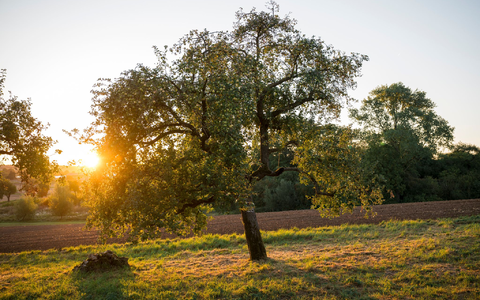 Streuobstwiesen bieten vielen Arten eine Heimat. (Symbolbild) - Foto: Daniel Vogl/dpa