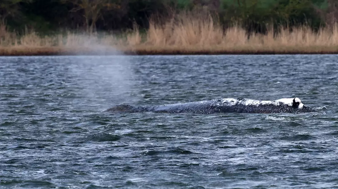 Der Buckelwal liegt weiter in einer Mulde im Flachwasser vor der Insel Poel. - Bild: Bernd Wüstneck/dpa
