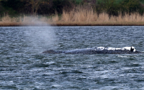 Der Buckelwal liegt weiter in einer Mulde im Flachwasser vor der Insel Poel. - Foto: Bernd Wüstneck/dpa