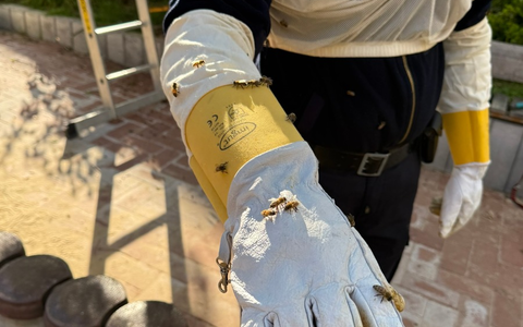 FW-DT: Bienenvolk auf Spielplatz umgesiedelt - Feuerwehr unterstützt Kommunalordnungsdienst - Foto: presseportal.de