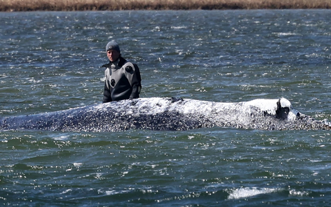 Der Wal sei transportfähig, so Backhaus. - Foto: Bernd Wüstneck/dpa