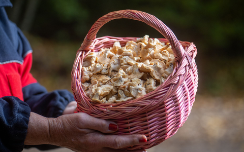 Semmelstoppelpilze gehören zu den Pilzsorten, die in radioaktiv belasteten Gebieten erhöhte Strahlenwerte aufweisen. (Archivbild) - Foto: Harald Tittel/dpa