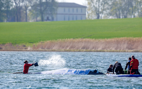 Der Wal scheint das Treiben gelassen und ruhig hinzunehmen - doch stimmt dieser Eindruck?  - Foto: Jens Büttner/dpa