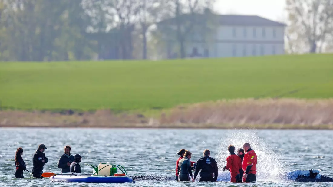 Täglich über Stunden ist direkt am Buckelwal vor der Insel Poel Getöse und Gewusel. - Bild: Jens Büttner/dpa