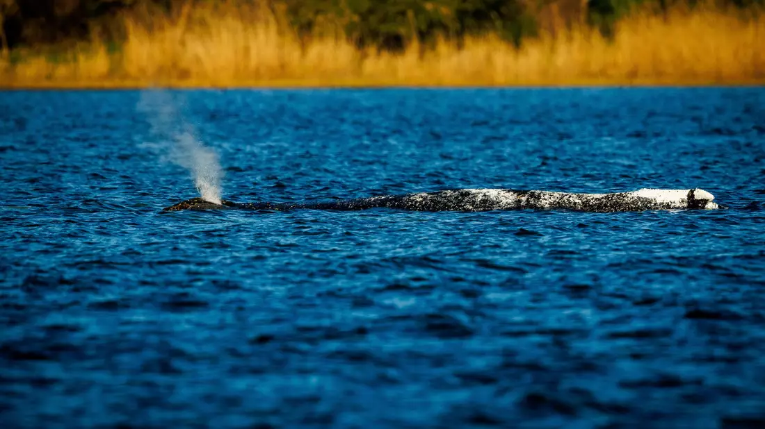 Der Buckelwal liegt unverändert im Flachwasser vor der Insel Poel. - Bild: Jens Büttner/dpa