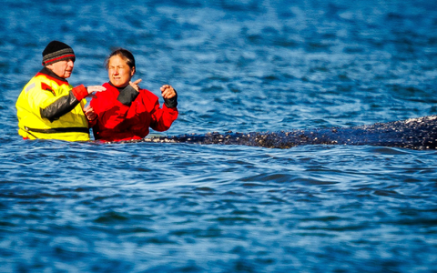 Wildtier und Minister: Umweltminister Till Backhaus war wiederholt direkt am Tier zu sehen. - Foto: Jens Büttner/dpa