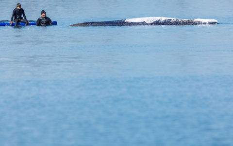 Zeitweise saßen Menschen direkt am Wal nur da. Warum sie nicht auf Abstand gingen, blieb unklar. - Foto: Jens Büttner/dpa