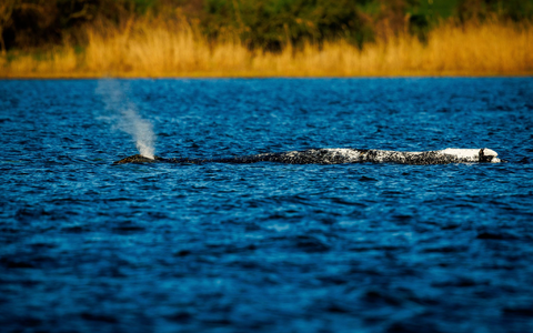 Der Buckelwal liegt unverändert im Flachwasser vor der Insel Poel. - Foto: Jens Büttner/dpa