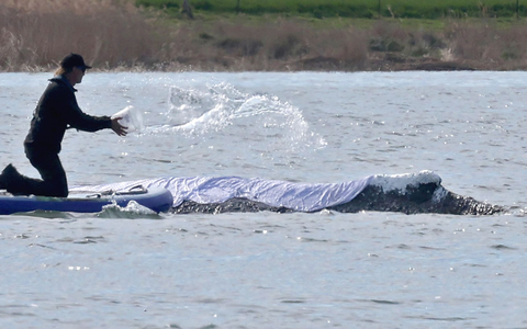 Diese Woche soll der vor Poel liegende Wal Richtung Nordsee abtransportiert werden. - Foto: Bernd Wüstneck/dpa