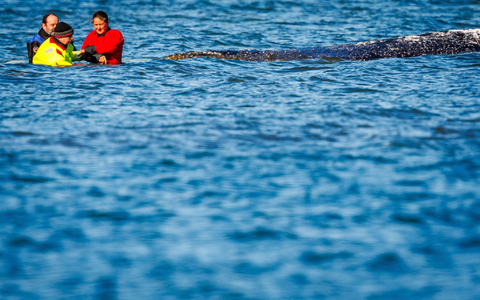 Einer von vielen Menschen direkt am Wal: Minister Backhaus fasste das geschwächte Tier am Sonntag an. - Foto: Jens Büttner/dpa