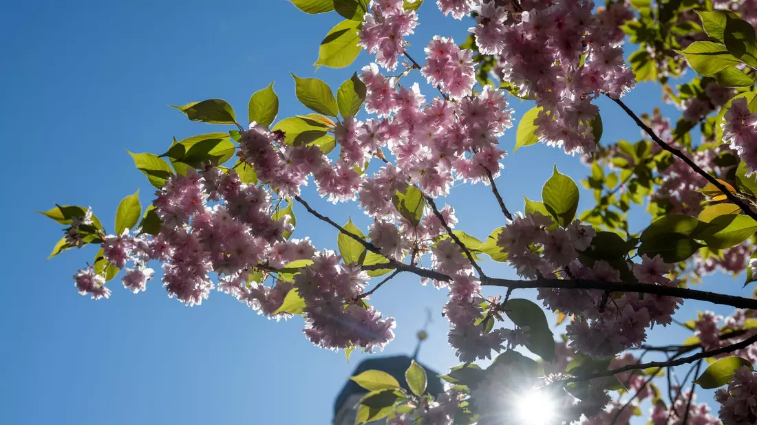 Die Sonne scheint fast überall den ganzen Tag. (Archivbild) - Bild: Stefan Puchner/dpa