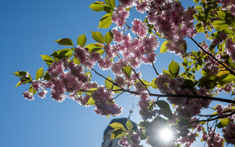 Die Sonne scheint fast überall den ganzen Tag. (Archivbild) - Foto: Stefan Puchner/dpa