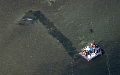 Der Abtransport des Wals soll durch eine Rinne erfolgen. - Foto: Philip Dulian/dpa