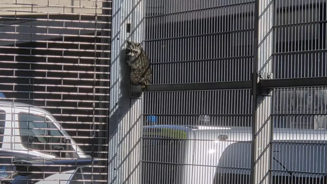 POL-AC: Zwischen Gitter und Gelassenheit: Waschbär besucht Polizeischleuse - Bild: presseportal.de