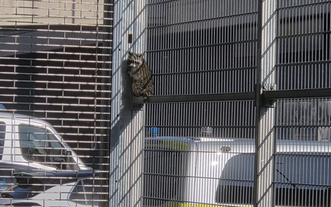 POL-AC: Zwischen Gitter und Gelassenheit: Waschbär besucht Polizeischleuse - Foto: presseportal.de