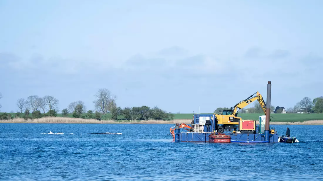 Am Dienstag soll der Abtransport des Buckelwals starten. - Bild: Philip Dulian/dpa