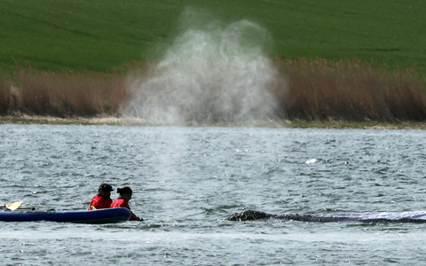 Der Wal soll am Dienstag mit einem Lastkahn geborgen werden. - Foto: Bernd Wüstneck/dpa