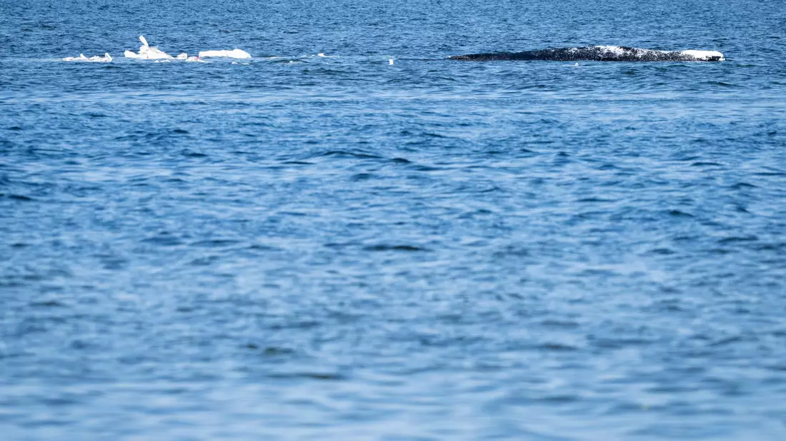 Heute könnte sich entscheiden, ob die Walrettung gelingt.  - Bild: Philip Dulian/dpa