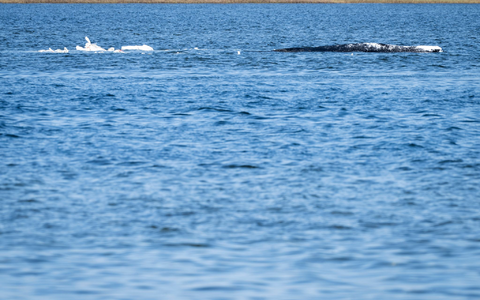 Heute könnte sich entscheiden, ob die Walrettung gelingt.  - Foto: Philip Dulian/dpa