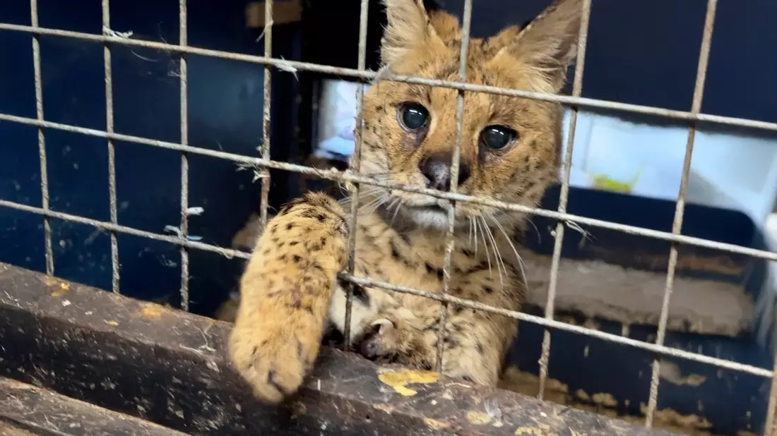 Tödliche Klicks - Soziale Medien befeuern illegalen Wildtierhandel - Bild: presseportal.de