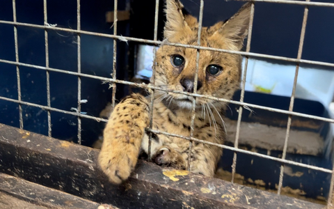 Tödliche Klicks - Soziale Medien befeuern illegalen Wildtierhandel - Foto: presseportal.de