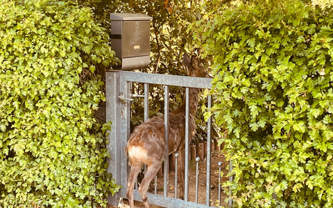 FW Lehrte: Reh in Eingangspforte eingeklemmt - Foto: presseportal.de