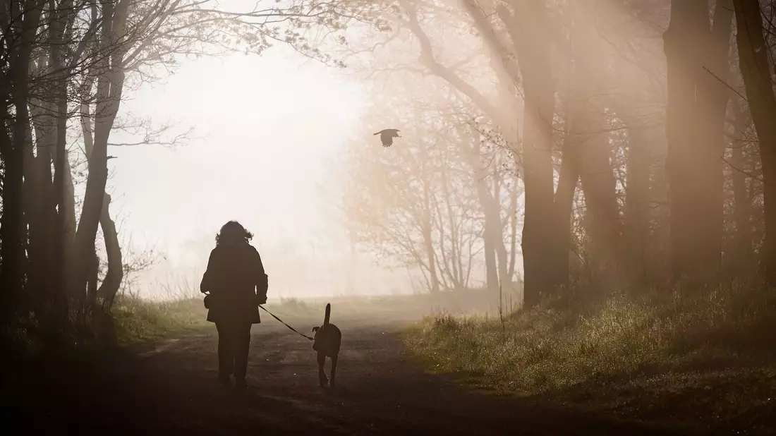 Hunde müssen künftig registriert und gechippt sein. Privatleute haben aber einige Jahre Zeit dafür. (Symbolbild) - Bild: Patrick Pleul/dpa