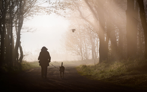 Hunde müssen künftig registriert und gechippt sein. Privatleute haben aber einige Jahre Zeit dafür. (Symbolbild) - Foto: Patrick Pleul/dpa