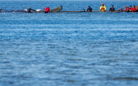 Helfer ziehen an Gurten an dem Wal. - Foto: Jens Büttner/dpa
