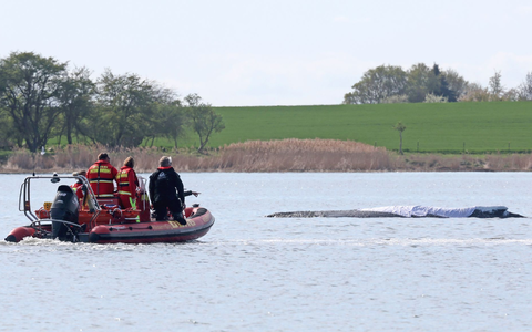 Der rund zwölf Meter lange Buckelwal wird an Gurten gezogen, um ihn aus seiner Notlage zu befreien. (Archivbild) - Foto: Bernd Wüstneck/dpa