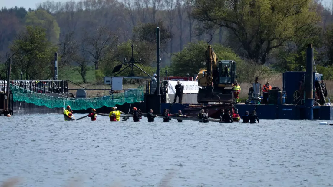Helfer versuchen den gestrandeten Wal aus dem flachen Wasser zu einem Transportschiff zu ziehen, das in der Fahrrinne wartet. - Bild: Philip Dulian/dpa