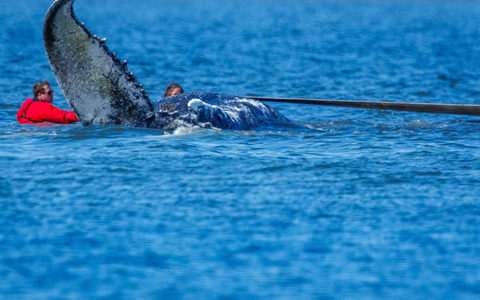 Die Helfer ziehen an Gurten. - Foto: Jens Büttner/dpa
