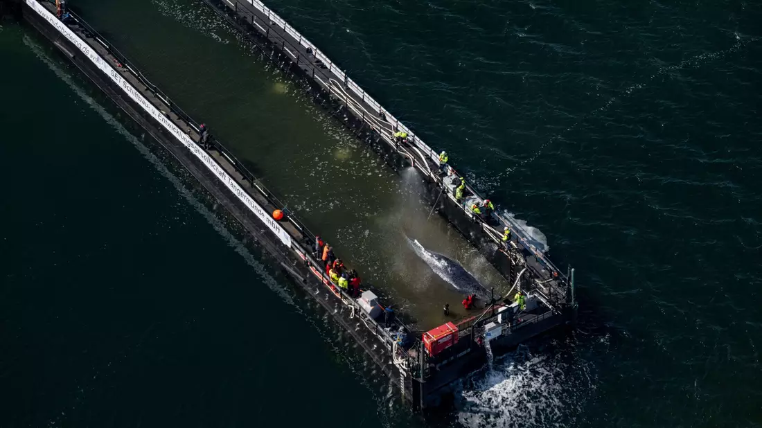 Jetzt hat sich die Barge mit dem Wal in Bewegung gesetzt. - Bild: Stefan Sauer/dpa