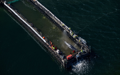 Jetzt hat sich die Barge mit dem Wal in Bewegung gesetzt. - Foto: Stefan Sauer/dpa