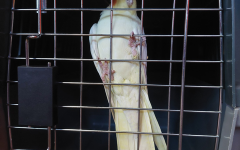 FW-EN: Papagei in fremder Wohnung - Foto: presseportal.de