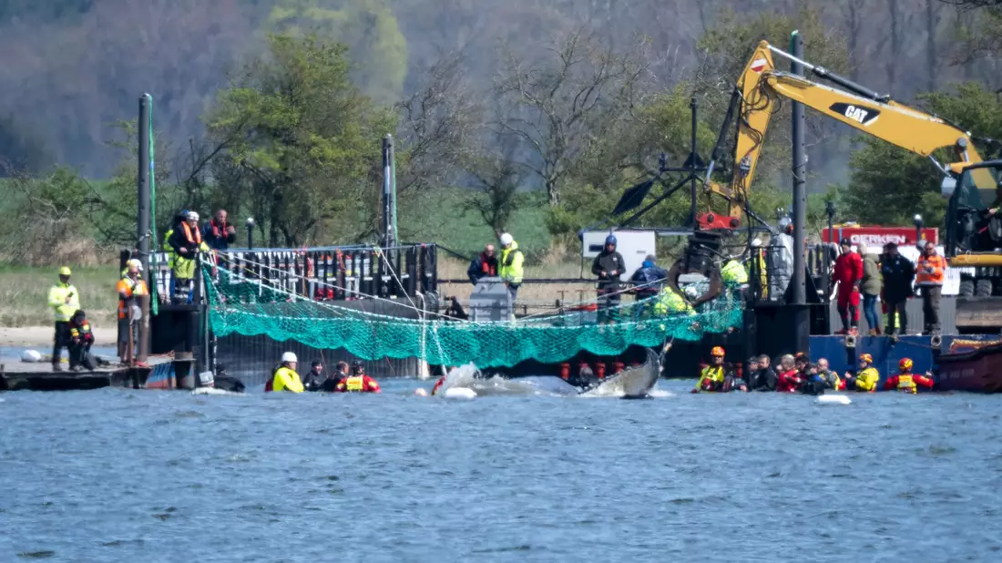Das Tier bewegte sich durch eine zuvor ausgebaggerte Rinne in die sogenannte Barge, nachdem Helfer ihn zuvor mit Gurten in diese Richtung gezogen hatten. - Bild: Philip Dulian/dpa