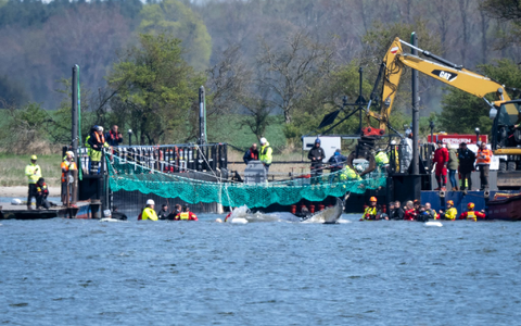 Das Tier bewegte sich durch eine zuvor ausgebaggerte Rinne in die sogenannte Barge, nachdem Helfer ihn zuvor mit Gurten in diese Richtung gezogen hatten. - Foto: Philip Dulian/dpa