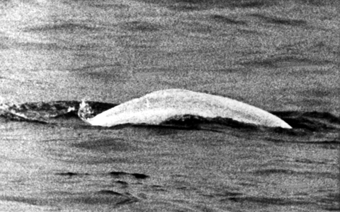 Weißer Wal im trüben Rhein: Fast einen Monat lang war Moby Dick 1966 zwischen Duisburg und Rheinland-Pfalz unterwegs. - Foto: picture alliance / dpa